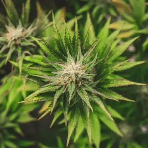 STRNG Seeds Key Lime Pie Auto 1 Key Lime Pie