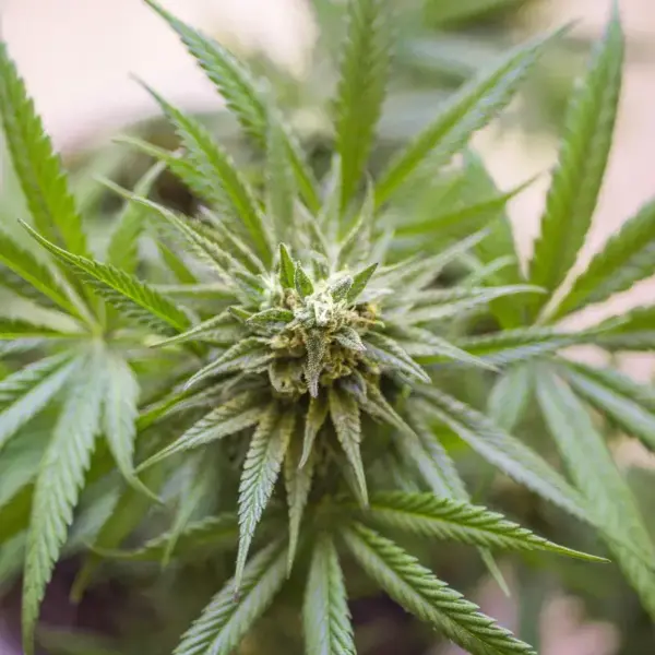Kosher-Kush.webp