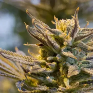 STRNG Seeds LA Confidential Auto 4 LA Confidential