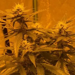 STRNG Seeds LA Kush Cake Auto 1 LA Kush Cake