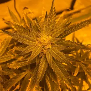 STRNG Seeds Lemon Haze Auto 2 Lemon Haze