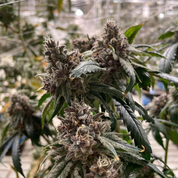 Lemon-Skunk-x-Tangie-Gak.jpg