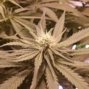 STRNG Seeds Pineapple Kush