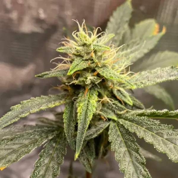 Pink-Kush.webp