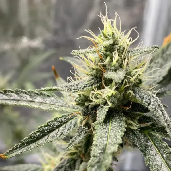 Platinum-Cookies.webp