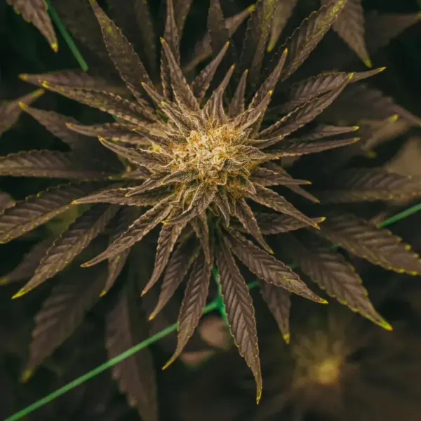 Platinum-OG.webp