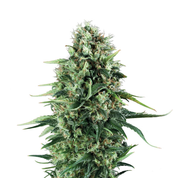 Power-Flower-Plant.jpg