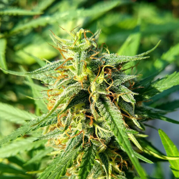Purple-Hash-Berries.jpg