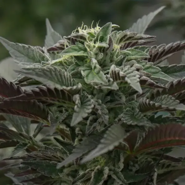 Purple-Urkle.webp