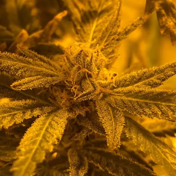 Quantum-Kush.webp