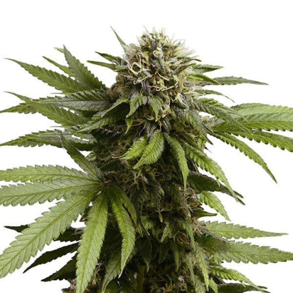 STRNG-Seeds-Apple-Fritter-Auto-min.jpg
