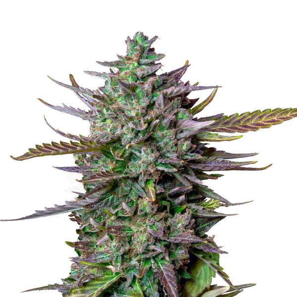 STRNG-Seeds-Blue-Cheese-Auto-min.jpg