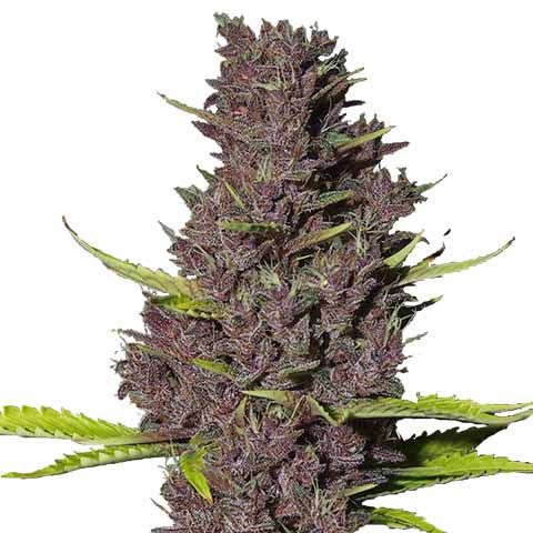 STRNG-Seeds-Blue-Dream.jpeg