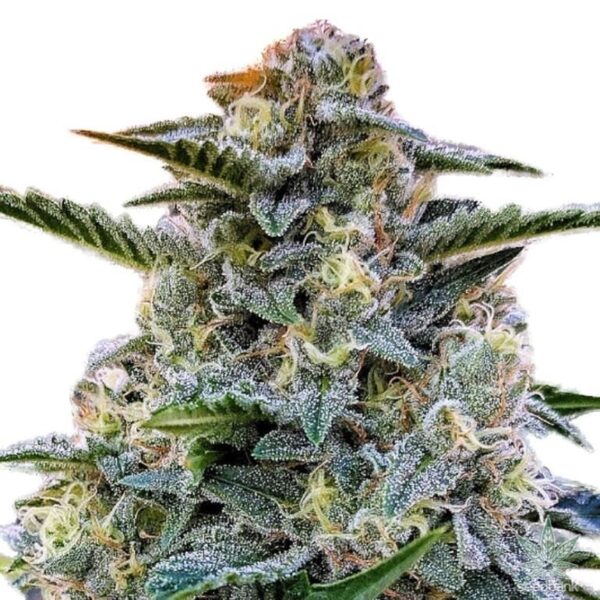 STRNG-Seeds-Bruce-Banner-Auto.jpeg