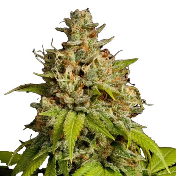 STRNG-Seeds-Durban-Poison-min.jpg