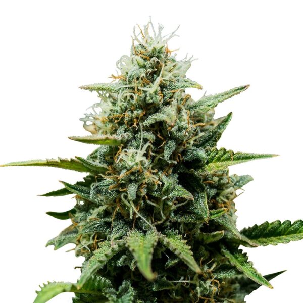 STRNG-Seeds-Fat-Banana-Auto-min.jpg