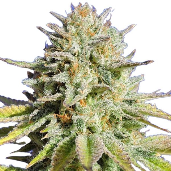 STRNG-Seeds-Gorilla-Glue.jpg
