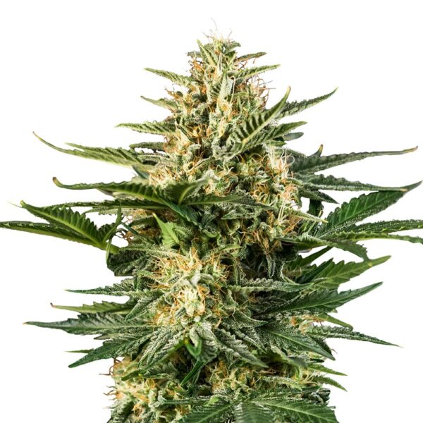 STRNG-Seeds-Green-Gelato-Auto-min.jpg