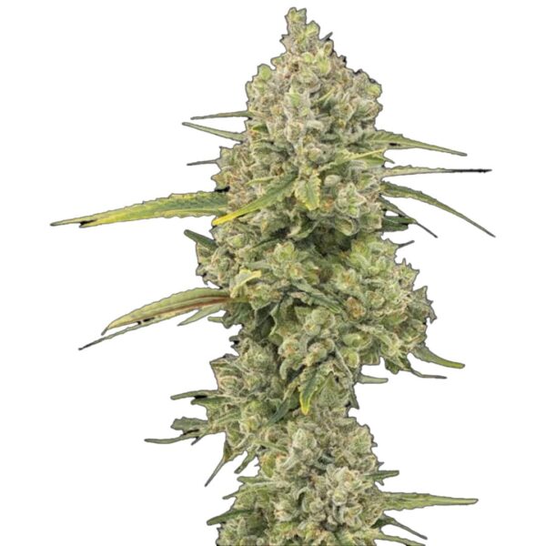 STRNG-Seeds-Jack-Herer-min.jpg