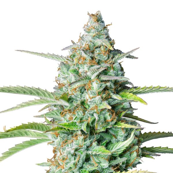 STRNG-Seeds-Northern-Lights-Auto-min.jpg