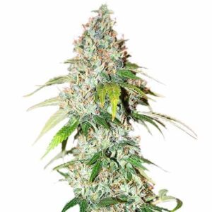 STRNG-Seeds-OG-Kush-Auto.jpeg