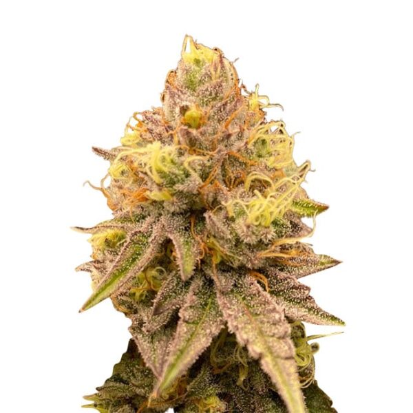 STRNG-Seeds-Pineapple-Express-Auto-min-1.jpg
