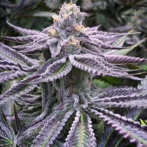 STRNG-Seeds-Purple-Punch-Auto-min.jpg