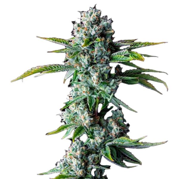 STRNG-Seeds-Skywalker-OG-min.jpg