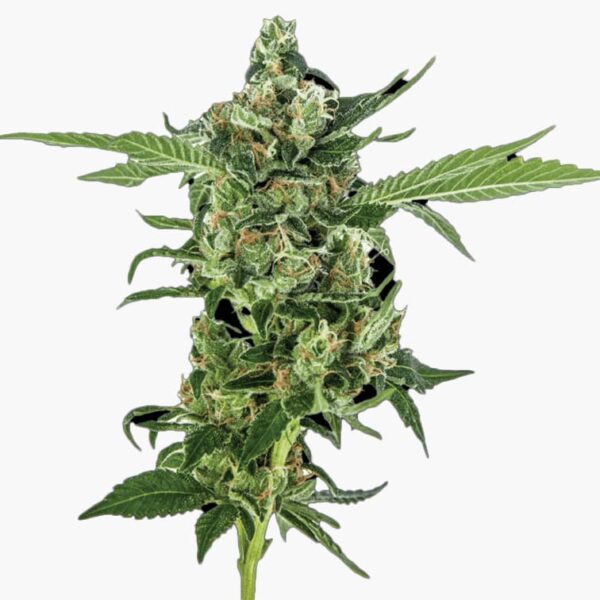 STRNG-Seeds-Sour-Diesel-Auto-min.jpg