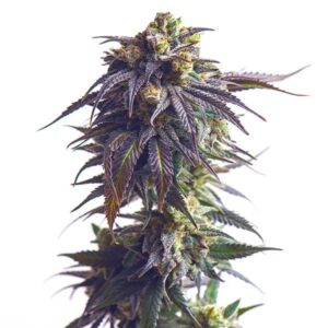 STRNG-Seeds-Sundae-Driver-Auto-min.jpg