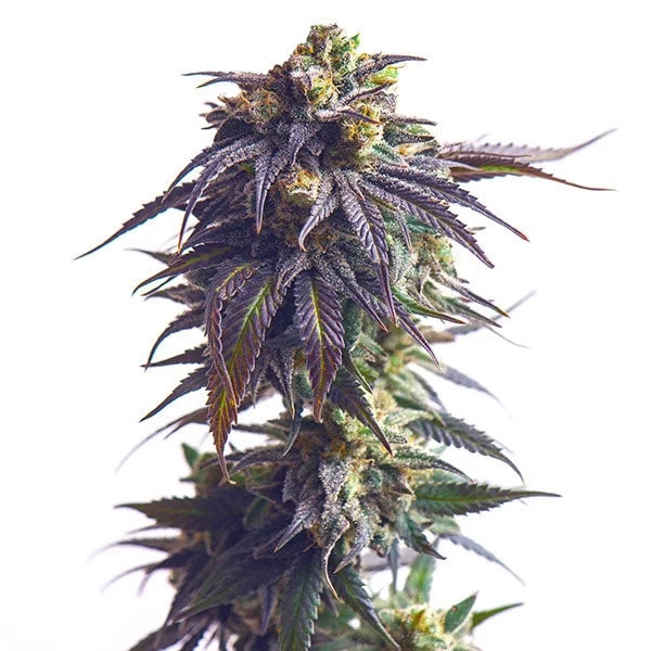 STRNG-Seeds-Sundae-Driver-Auto-min.jpg