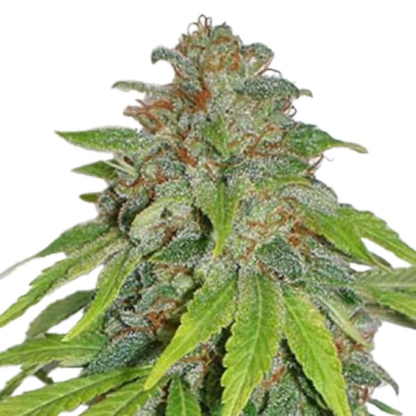 STRNG-Seeds-THCA-Apple-Jack.jpg
