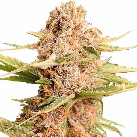 STRNG-Seeds-THCA-Girl-Scout-Cookie.jpeg