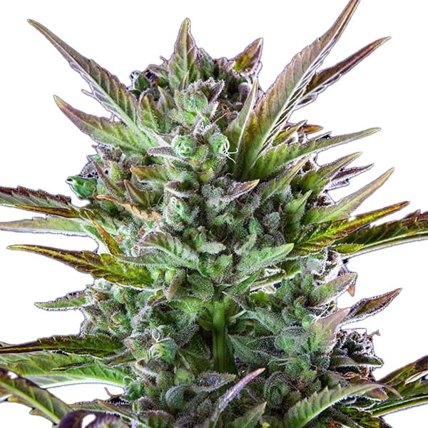 STRNG-Seeds-THCA-Pineapple-OG-min.jpg
