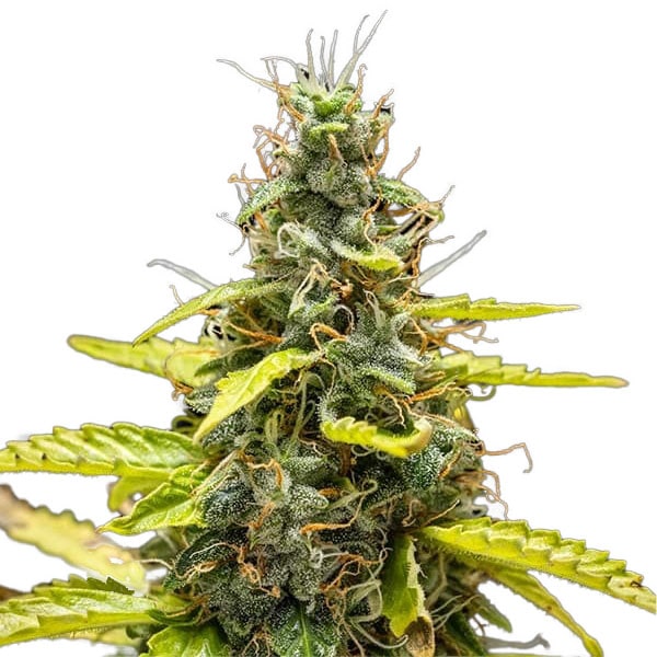 STRNG-Seeds-THCA-Runtz-min.jpg