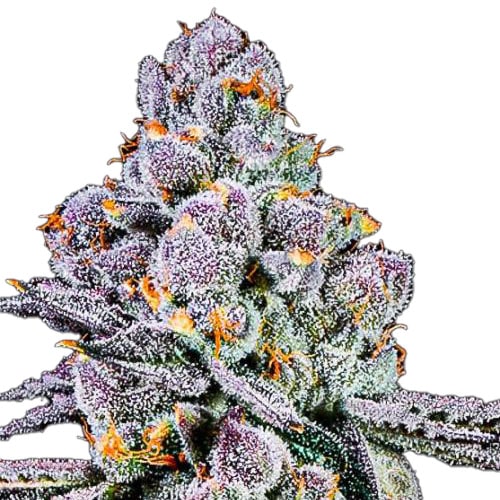 STRNG-Seeds-THCA-Sex-Panther-min.jpg