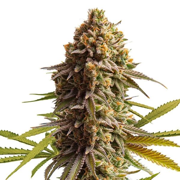 STRNG-Seeds-Wedding-Cake-Auto-min.jpg
