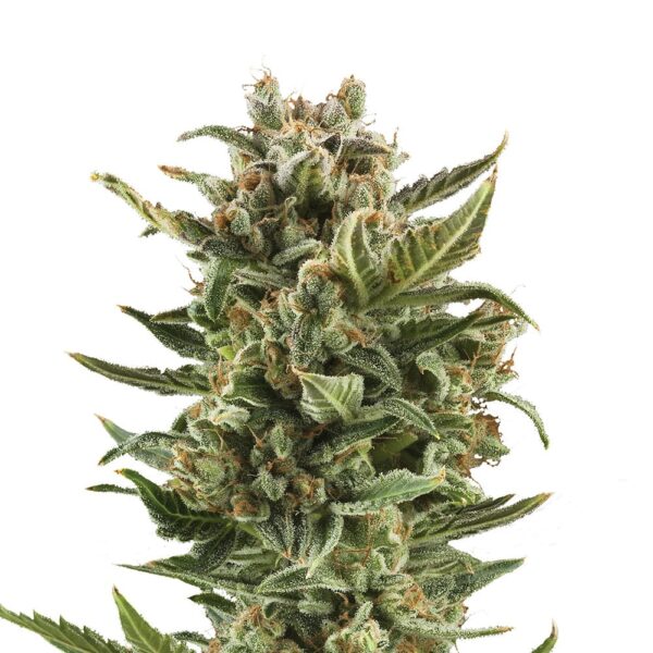 STRNG-Seeds-White-Widow-Auto-min.jpg