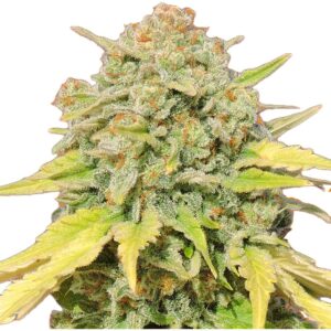 STRNG-Seeds-Zkittlez-Auto.jpg