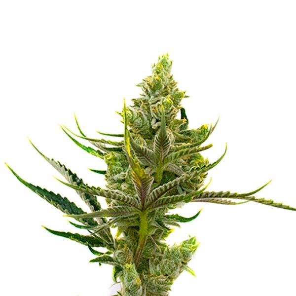 STRNG-Seeds-–-24K-Gold.jpg