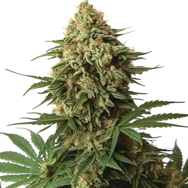 STRNG-Seeds-–-9-lb-Hammer.webp