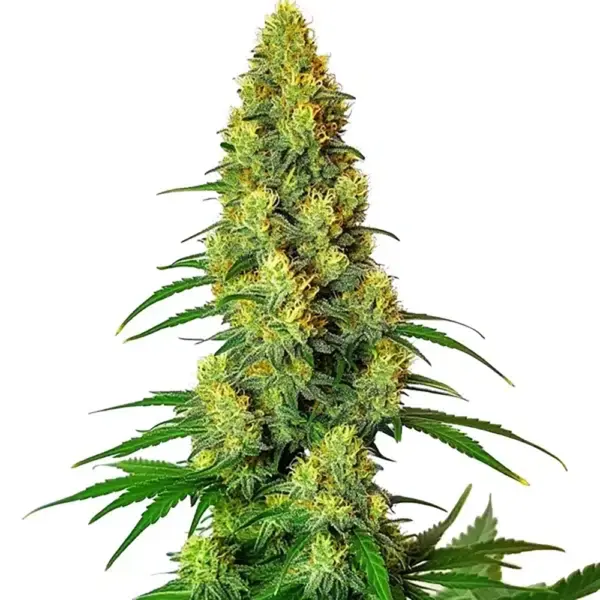 STRNG-Seeds-–-AK-48.webp