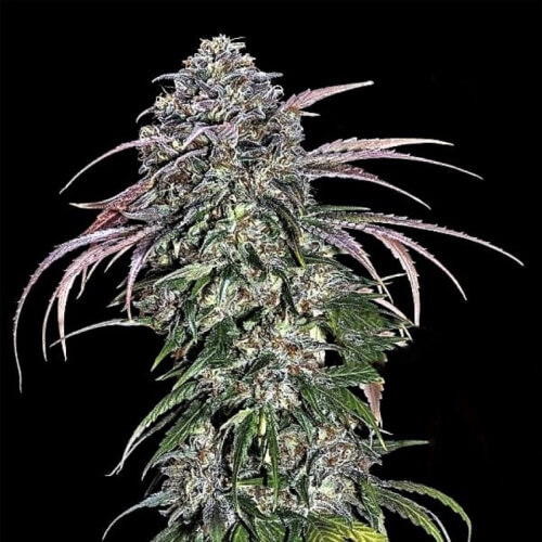 STRNG-Seeds-–-ATF-Alaskan-Thunder-Fuck-Auto.jpg