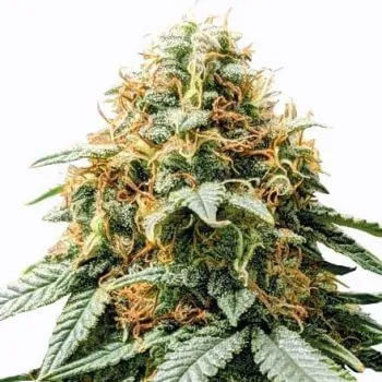 STRNG-Seeds-–-Acapulco-Gold-Auto.jpg