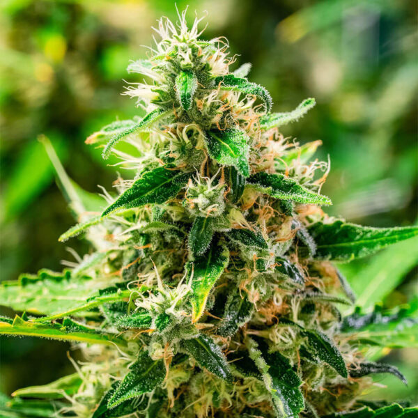 STRNG-Seeds-–-Afghani.jpg