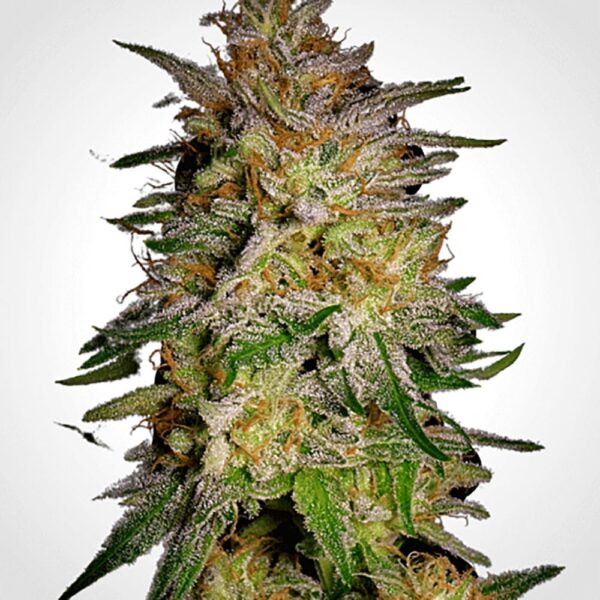 STRNG-Seeds-–-Agent-Orange.jpg