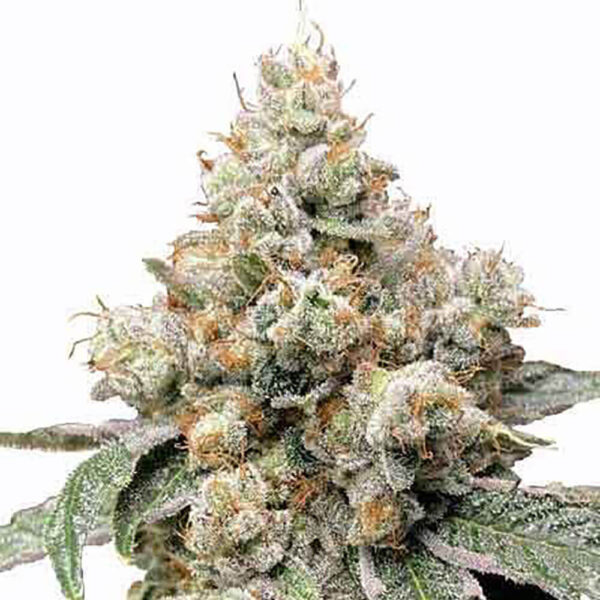 STRNG-Seeds-–-Alien-OG.jpg