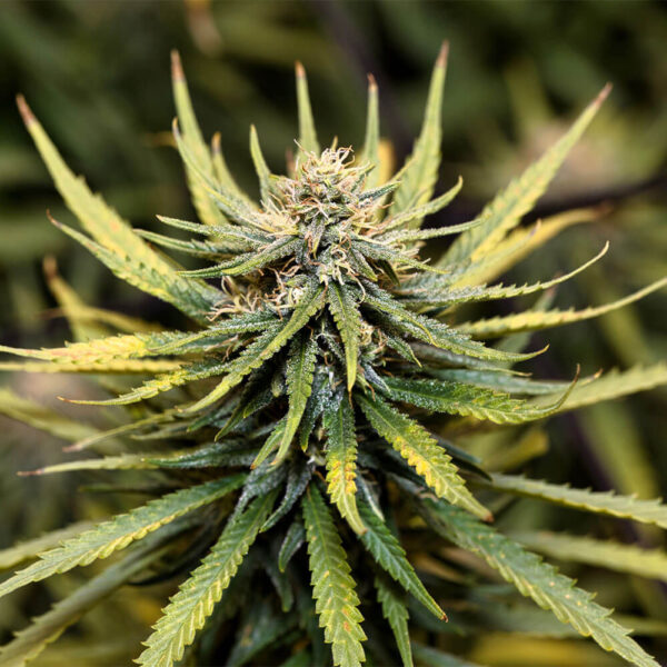 STRNG-Seeds-–-Animal-Cookies.jpg