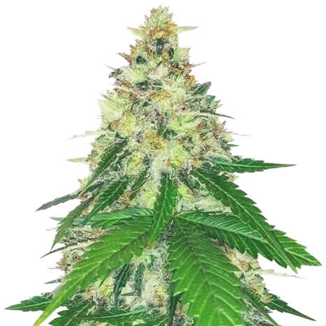 STRNG-Seeds-–-Apple-Betty.jpg