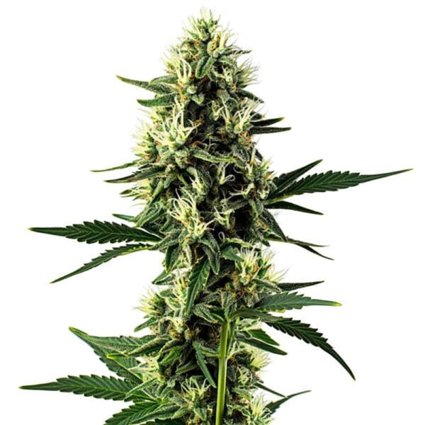 STRNG-Seeds-–-Aurora-Indica.jpg